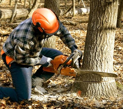 Tree Removal in Mound City, SD